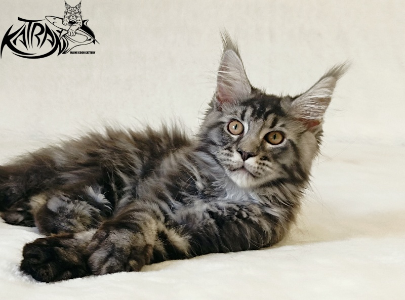 Katran Jasmin - Kitten maine-coon 3 months