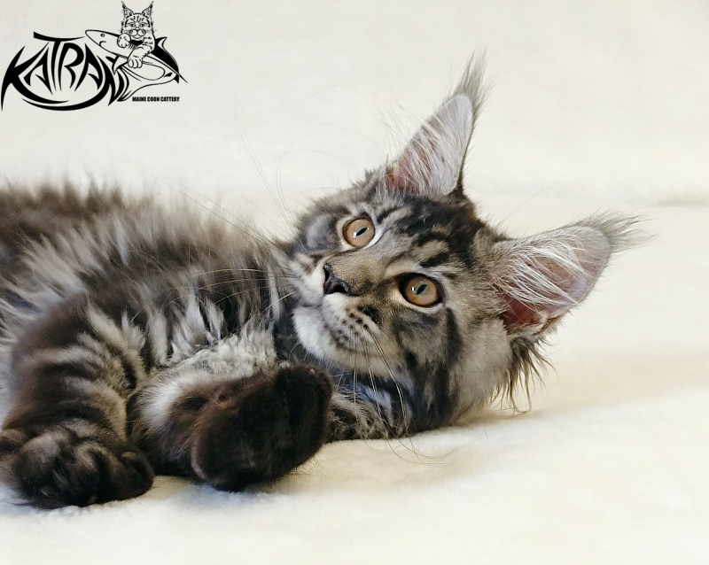 Katran Jasmin - Kitten maine-coon 3 months