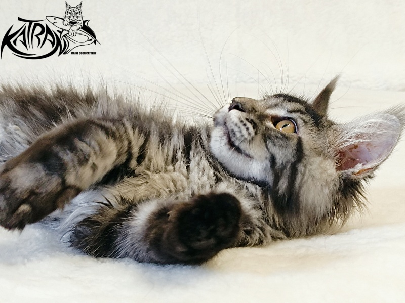 Katran Jasmin - Kitten maine-coon 3 months