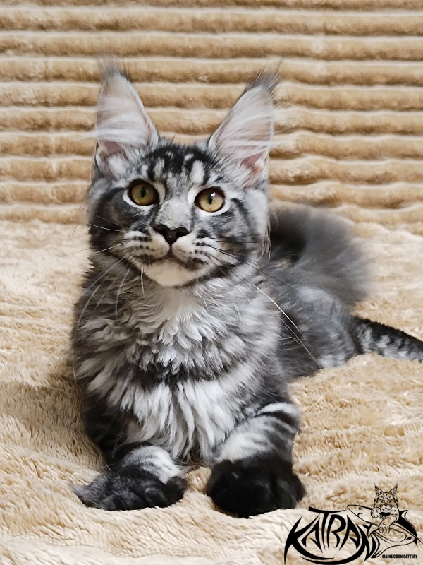 Katran Jasmin - Kitten maine-coon 4 months
