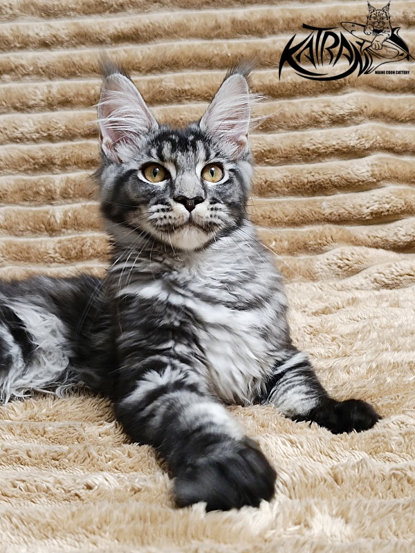 Katran Jasmin - Kitten maine-coon 4 months