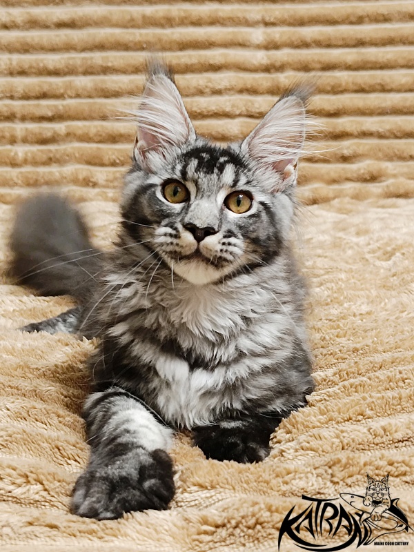 Katran Jasmin - Kitten maine-coon 4 months