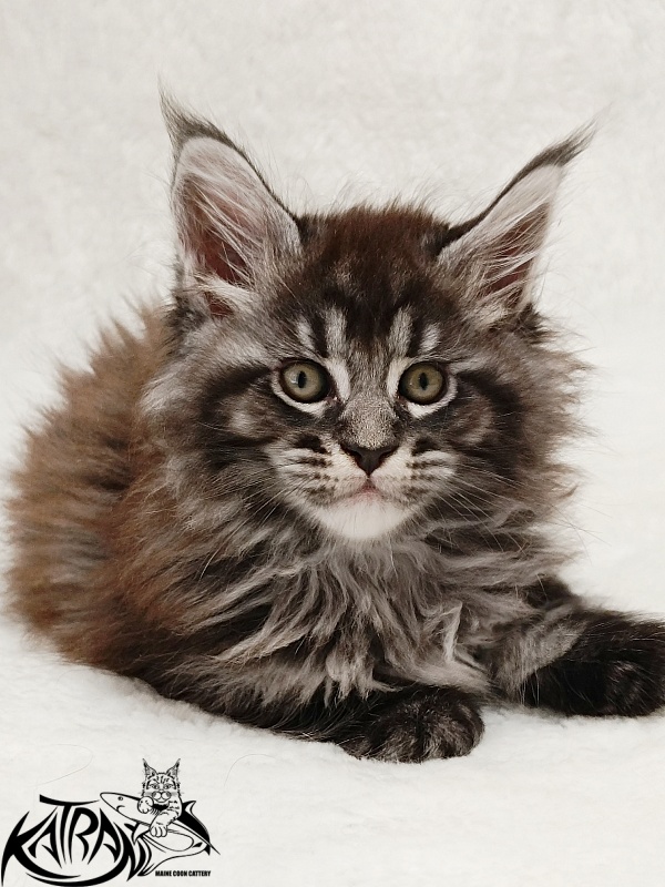 Katran Jasmin - Kitten maine-coon 1 month 2 weeks