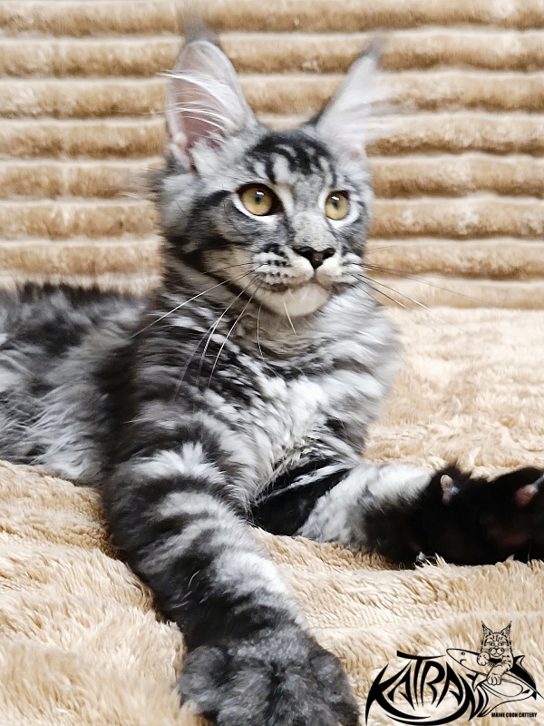 Katran Jasmin - Kitten maine-coon 4 months