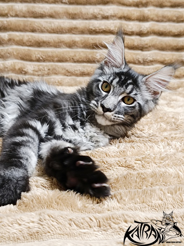 Katran Jasmin - Kitten maine-coon 4 months