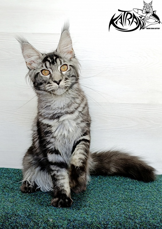 Katran Jasmin - Kitten maine-coon 4 months 3 weeks