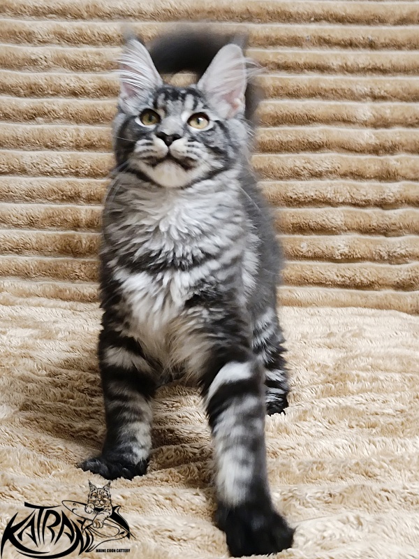 Katran Jasmin - Kitten maine-coon 4 months