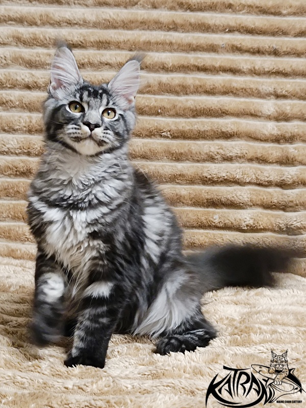 Katran Jasmin - Kitten maine-coon 4 months
