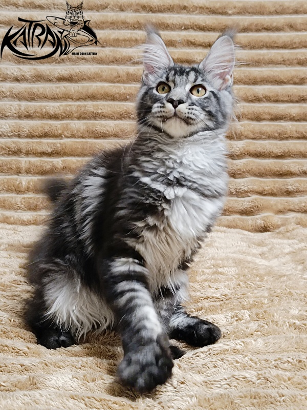 Katran Jasmin - Kitten maine-coon 4 months