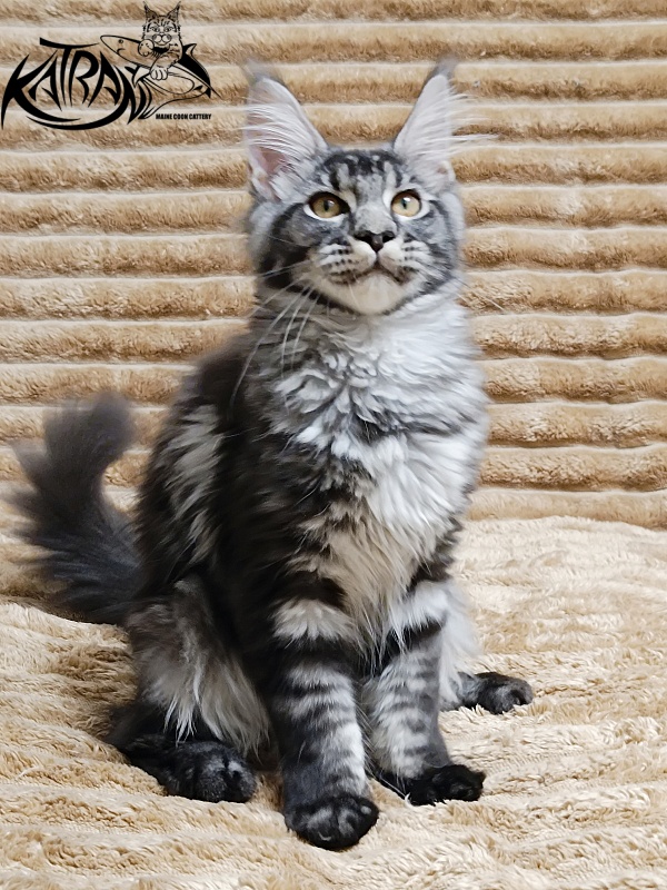 Katran Jasmin - Kitten maine-coon 4 months