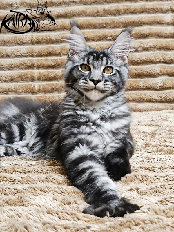 Katran Jasmin - Kitten maine-coon 4 months