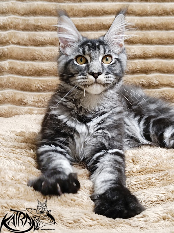 Katran Jasmin - Kitten maine-coon 4 months