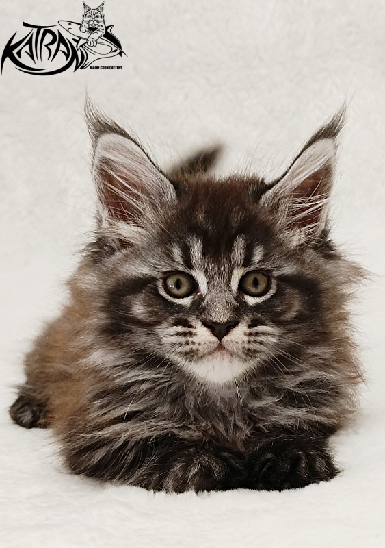 Katran Jasmin - Kitten maine-coon 1 month 2 weeks