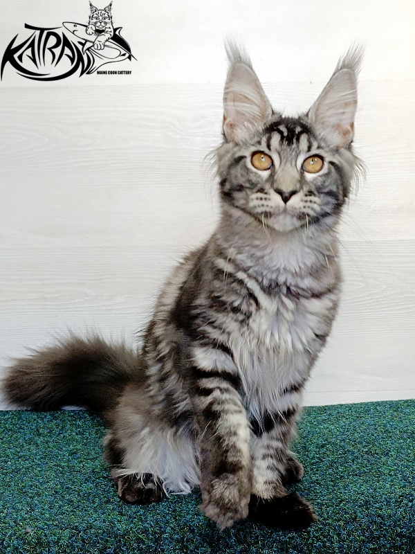 Katran Jasmin - Kitten maine-coon 4 months 3 weeks