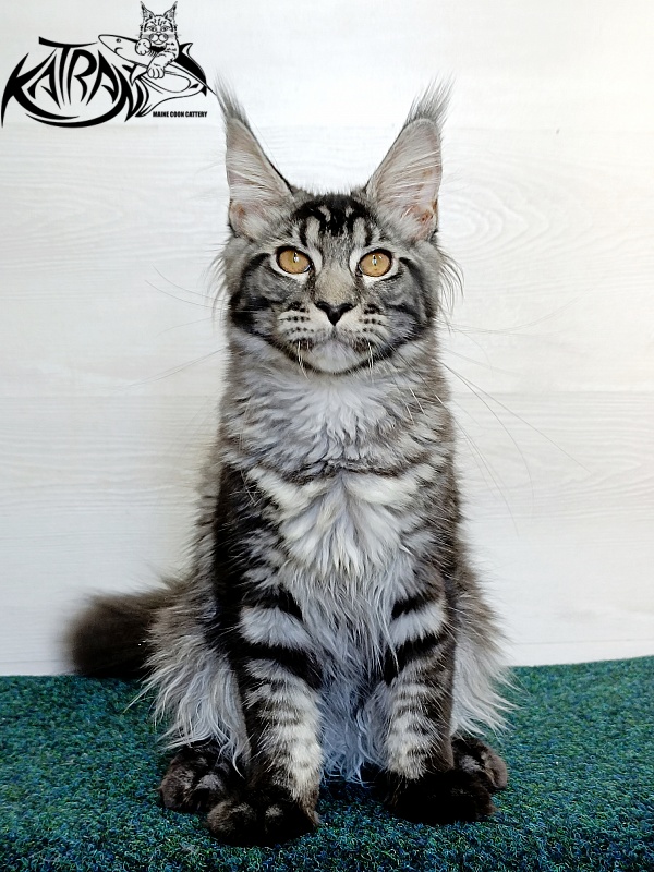 Katran Jasmin - Kitten maine-coon 4 months 3 weeks