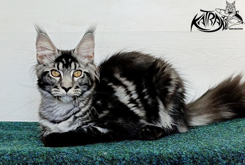 Katran Jasmin - Kitten maine-coon 4 months 3 weeks
