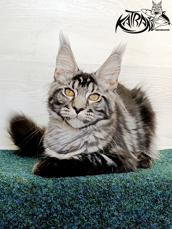 Katran Jasmin - Kitten maine-coon 4 months 3 weeks