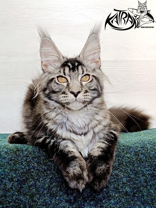 Katran Jasmin - Kitten maine-coon 4 months 3 weeks