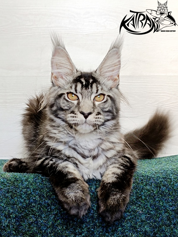 Katran Jasmin - Kitten maine-coon 4 months 3 weeks