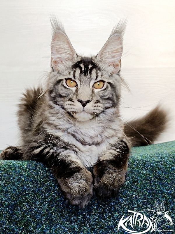 Katran Jasmin - Kitten maine-coon 4 months 3 weeks