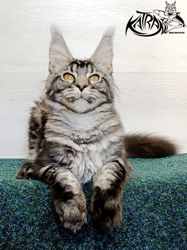 Katran Jasmin - Kitten maine-coon 4 months 3 weeks