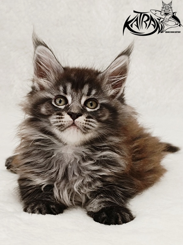Katran Jasmin - Kitten maine-coon 1 month 2 weeks