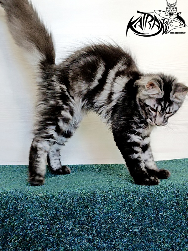 Katran Jasmin - Kitten maine-coon 4 months 3 weeks