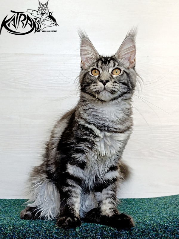 Katran Jasmin - Kitten maine-coon 4 months 3 weeks