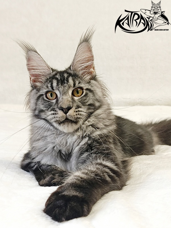 Katran Jasmin - Kitten maine-coon 5 months 3 weeks