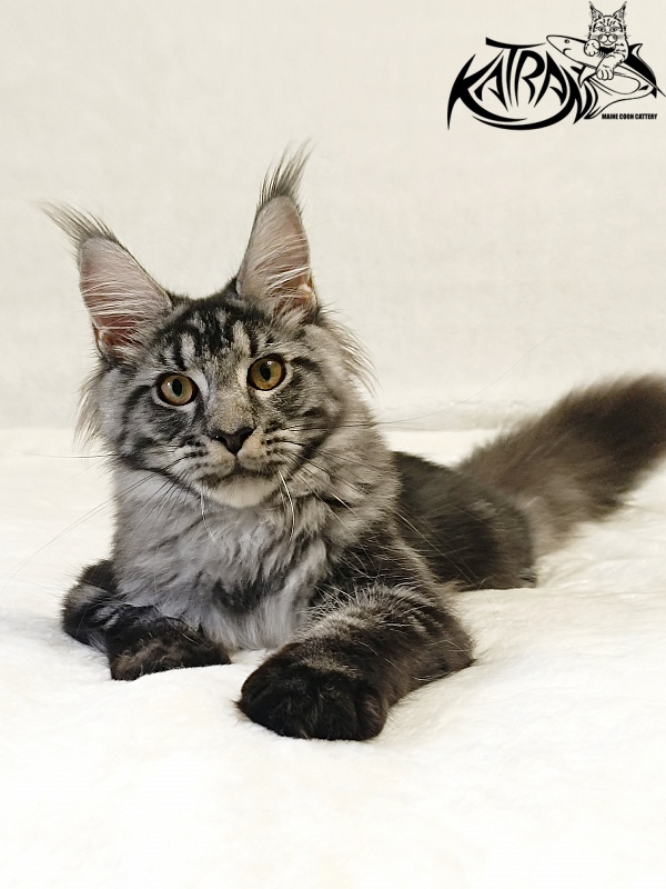 Katran Jasmin - Kitten maine-coon 5 months 3 weeks