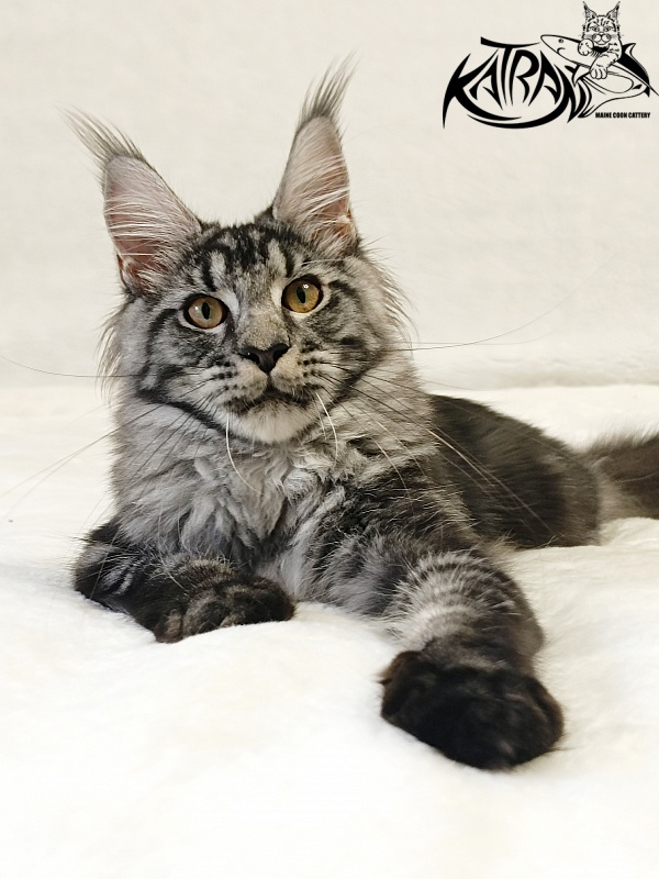 Katran Jasmin - Kitten maine-coon 5 months 3 weeks