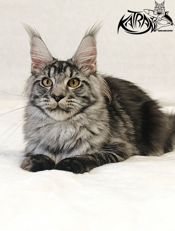 Katran Jasmin - Kitten maine-coon 5 months 3 weeks