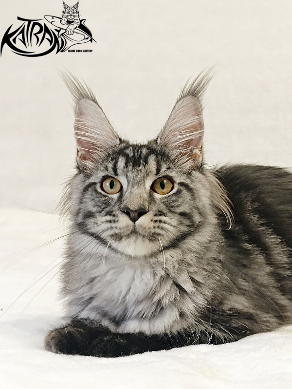 Katran Jasmin - Kitten maine-coon 5 months 3 weeks