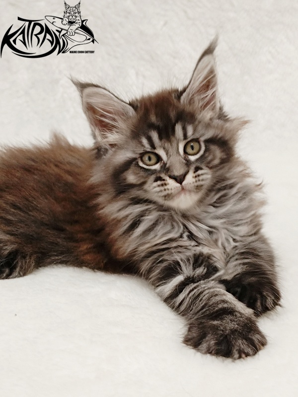 Katran Jasmin - Kitten maine-coon 1 month 2 weeks