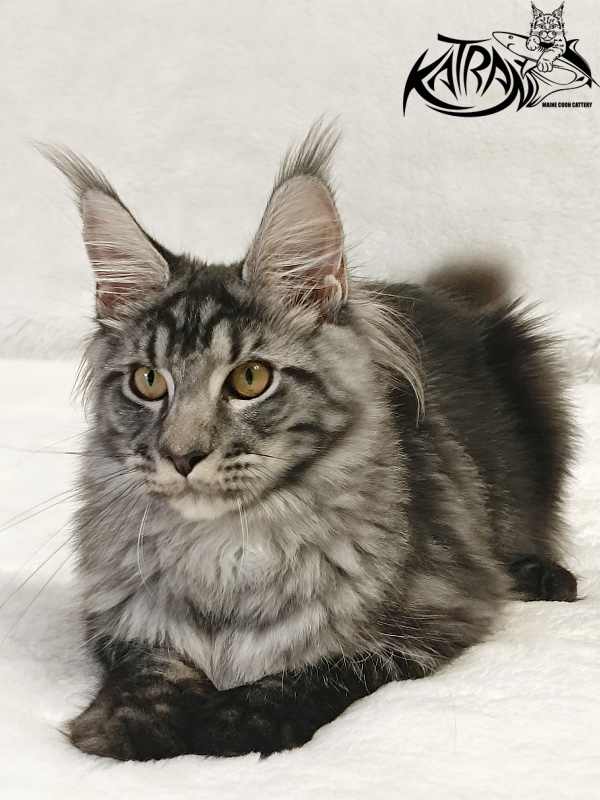 Katran Jasmin - Kitten maine-coon 5 months 3 weeks
