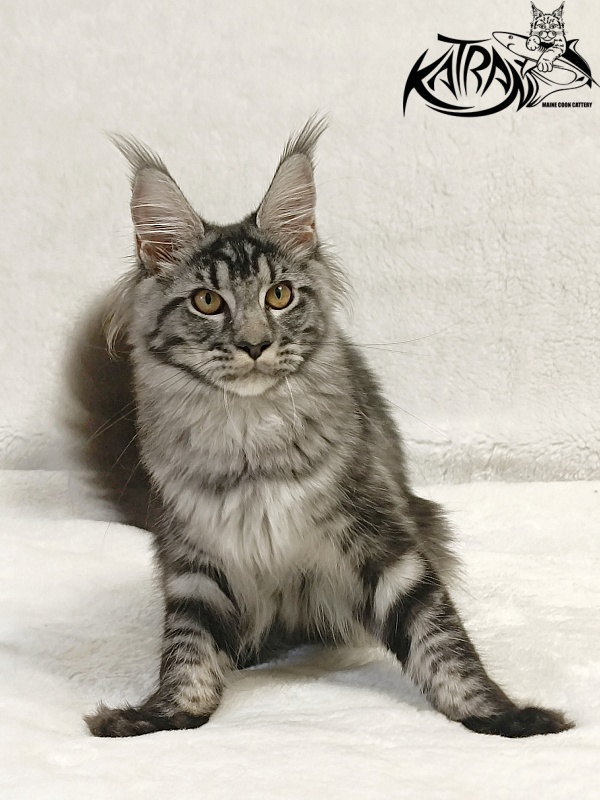 Katran Jasmin - Kitten maine-coon 5 months 3 weeks