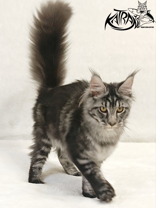 Katran Jasmin - Kitten maine-coon 5 months 3 weeks