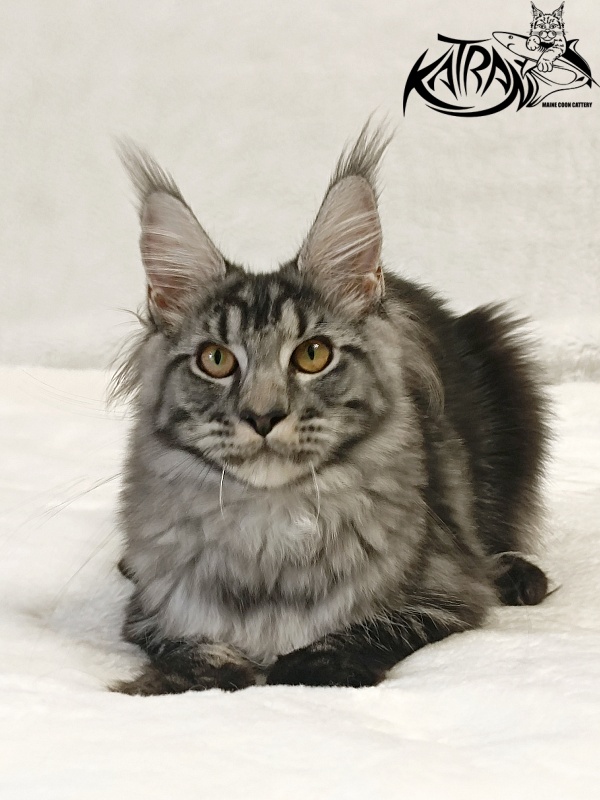 Katran Jasmin - Kitten maine-coon 5 months 3 weeks