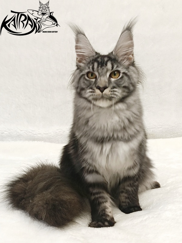 Katran Jasmin - Kitten maine-coon 5 months 3 weeks