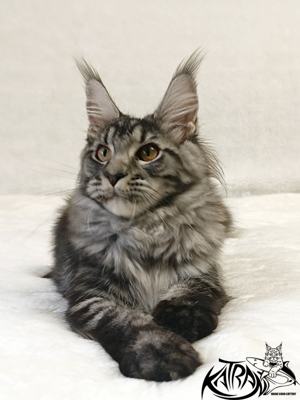 Katran Jasmin - Kitten maine-coon 5 months 3 weeks