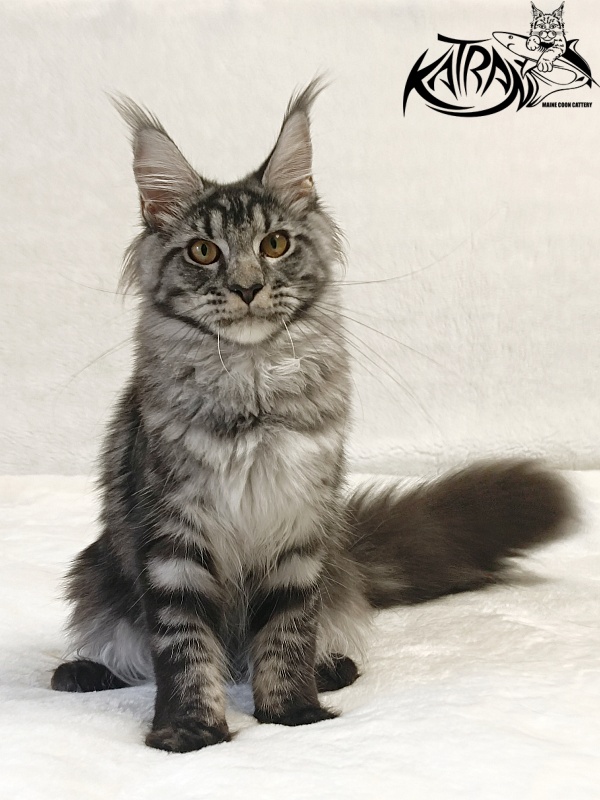Katran Jasmin - Kitten maine-coon 5 months 3 weeks