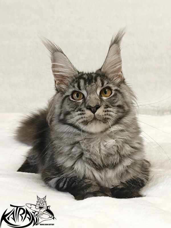 Katran Jasmin - Kitten maine-coon 5 months 3 weeks