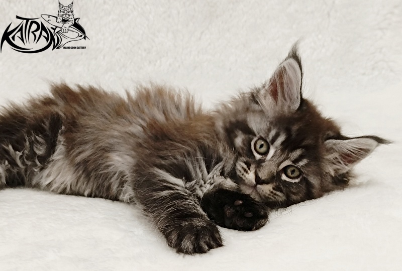 Katran Jasmin - Kitten maine-coon 1 month 2 weeks