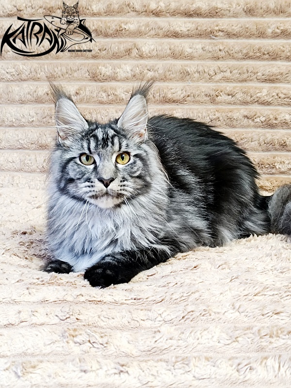 Katran Jasmin - Junior maine-coon 7 months 1 week