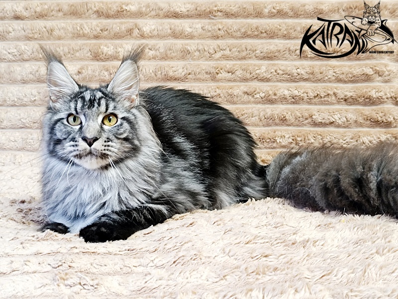 Katran Jasmin - Junior maine-coon 7 months 1 week