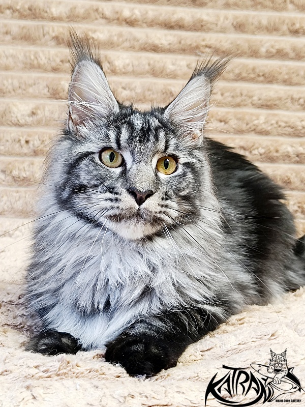 Katran Jasmin - Junior maine-coon 7 months 1 week