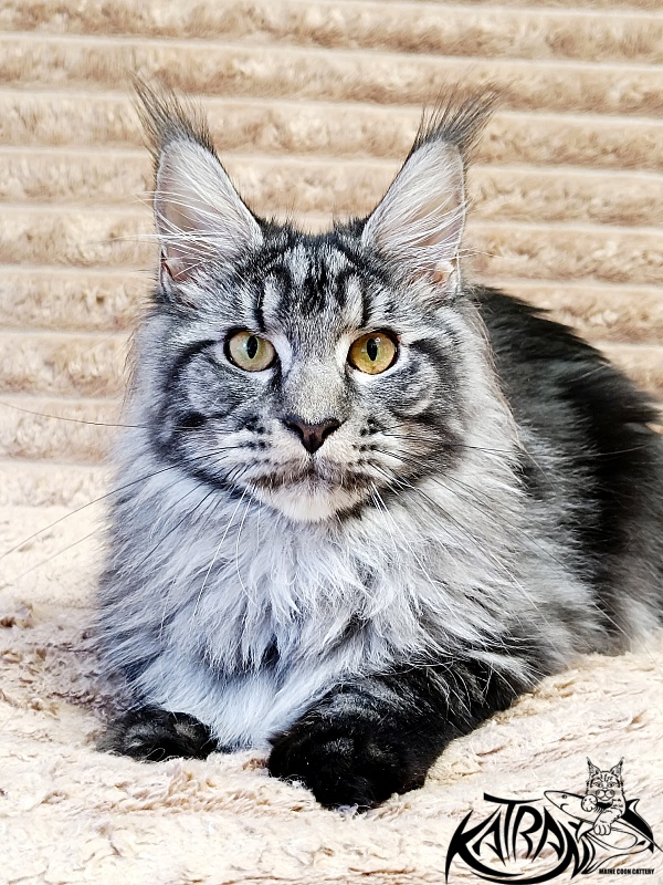 Katran Jasmin - Junior maine-coon 7 months 1 week