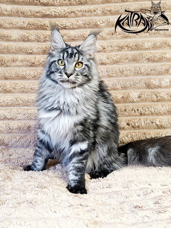 Katran Jasmin - Junior maine-coon 7 months 1 week