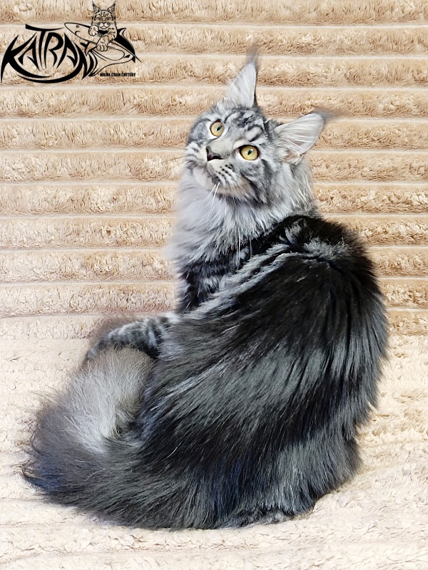 Katran Jasmin - Junior maine-coon 7 months 1 week
