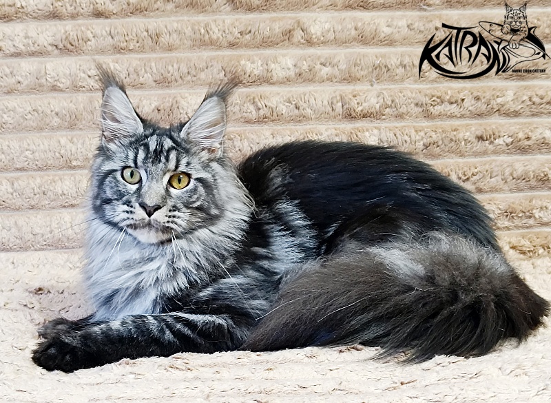 Katran Jasmin - Junior maine-coon 7 months 1 week